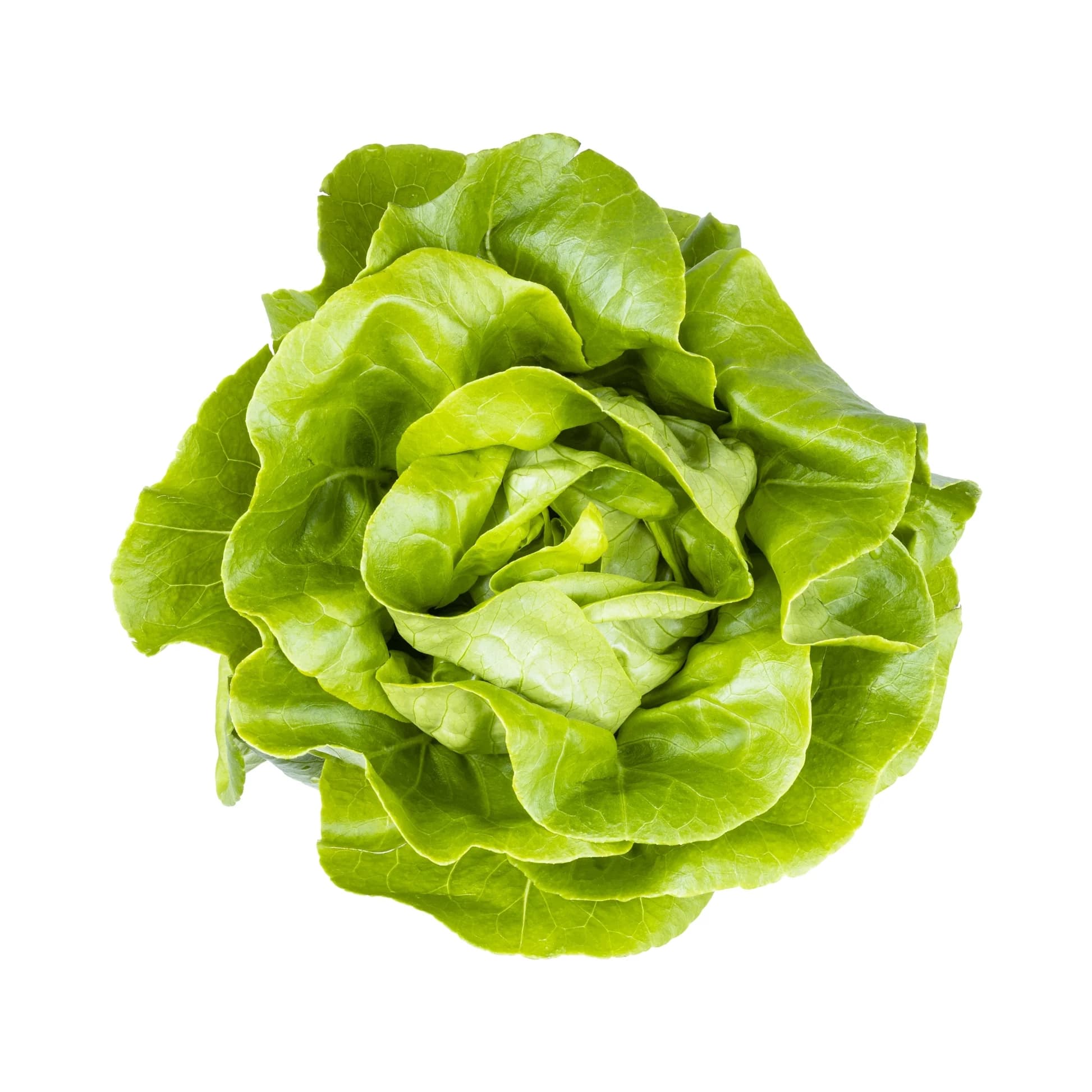 Uns Farms Lettuce 1 Piece